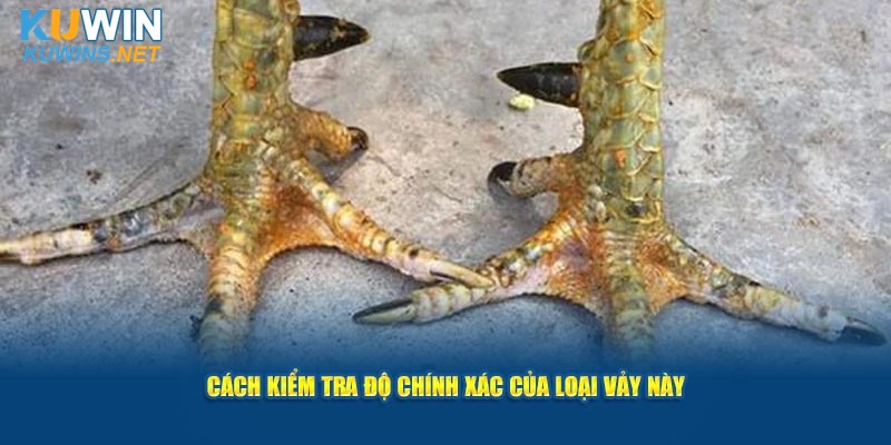 Các đặc điểm đặc trưng cần chú ý khi nhận diện loại vảy này