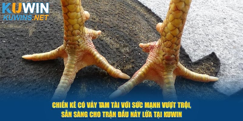 Sức mạnh vượt trội, sẵn sàng cho trận đấu nảy lửa tại Kuwin