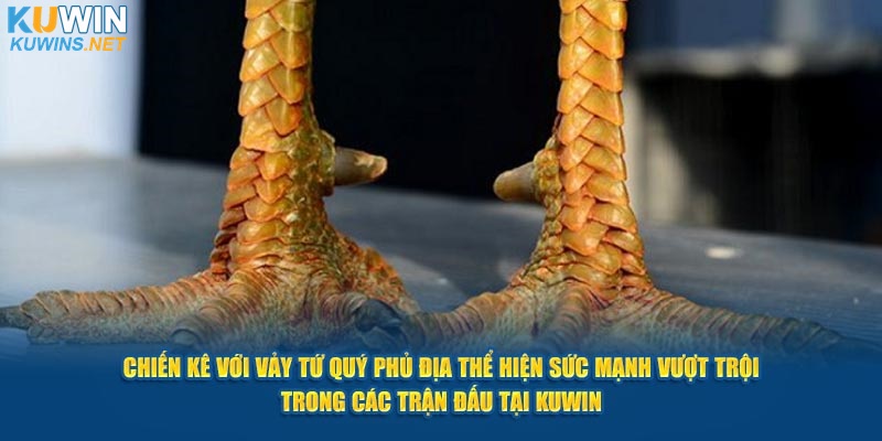 Chiến kê thể hiện sức mạnh vượt trội trong các trận đấu tại Kuwin