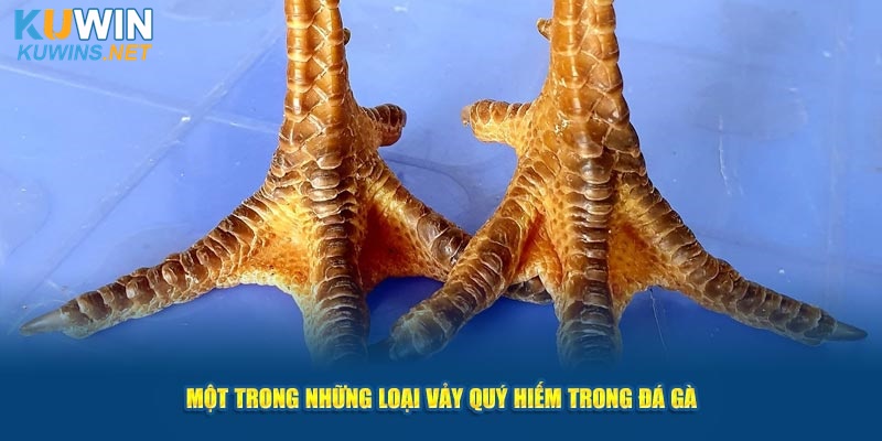 Một trong những loại vảy cực kì hiếm tại Kuwin