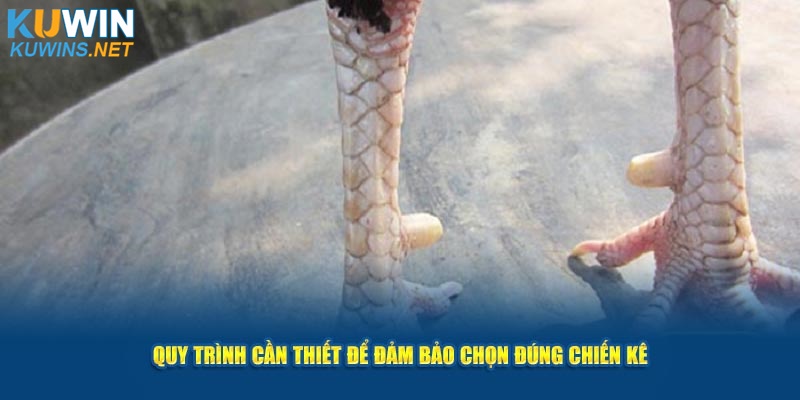  Quy trình cần thiết để đảm bảo chọn đúng chiến kê