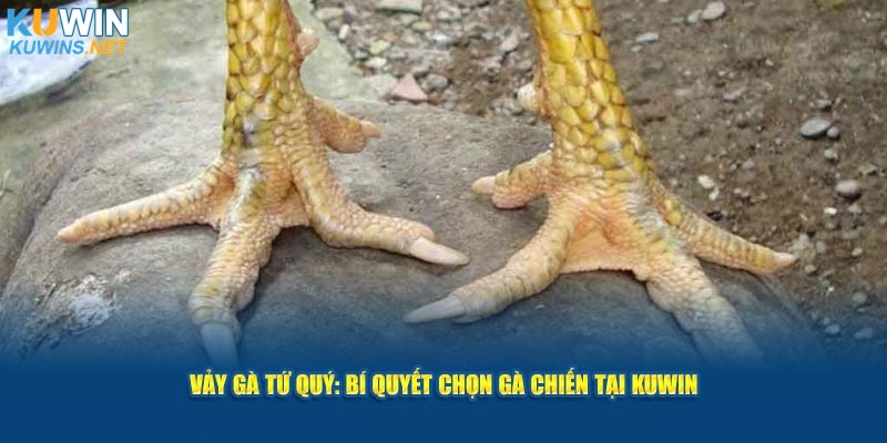 Vảy Gà Tứ Quý - Bí Quyết Giúp Chọn Gà Chiến Tại KUWIN