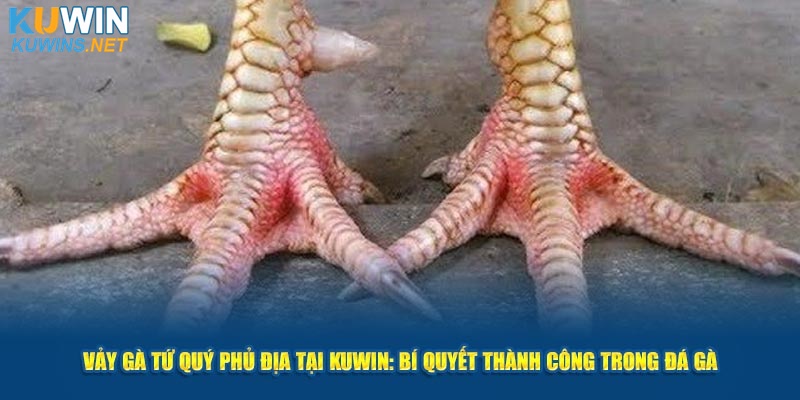 Vảy Gà Tứ Quý Phủ Địa Bí Quyết Thành Công Trong Đá Gà