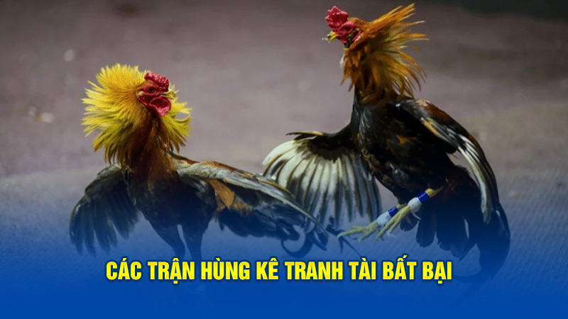 Các trận hùng kê tranh tài bất bại