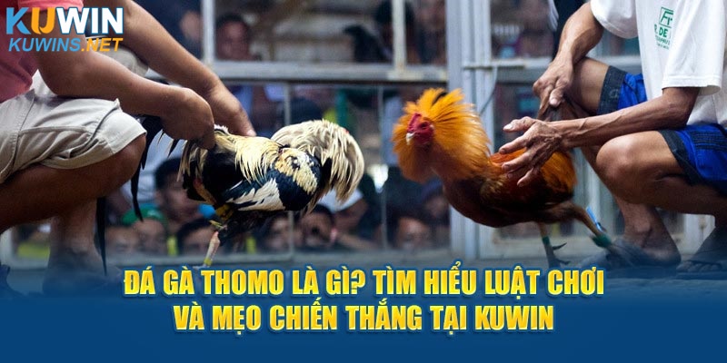 Đá Gà Thomo Là Gì? Tìm Hiểu Luật Chơi Và Mẹo Thắng