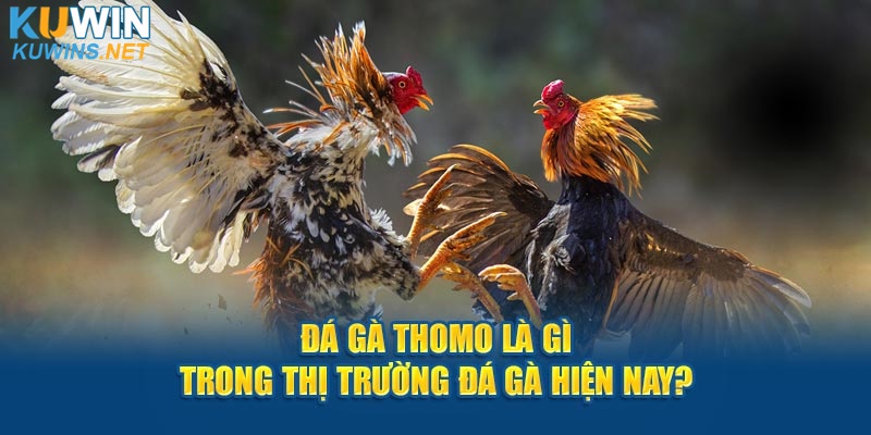 Đá gà Thomo là gì trong thị trường đá gà hiện nay?