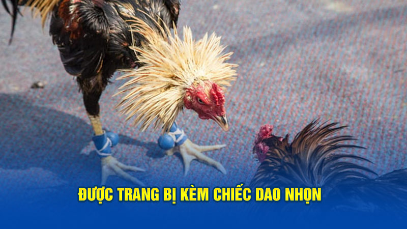 Được trang bị kèm chiếc dao nhọn