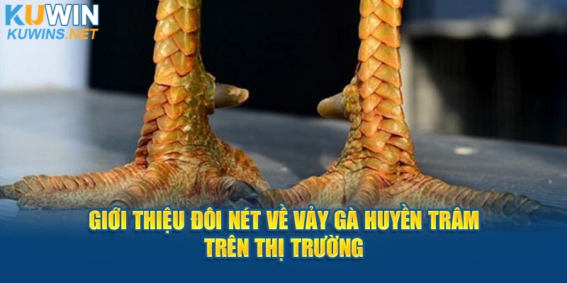 Giới thiệu đôi nét về vảy gà Huyền Trâm trên thị trường