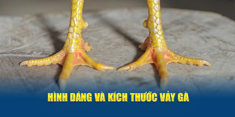 Hình dáng và kích thước 