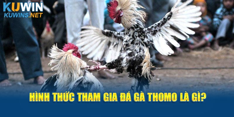 Hình thức tham gia đá gà Thomo là gì?