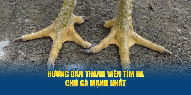 Hướng dẫn thành viên tìm ra đấu sĩ mạnh nhất