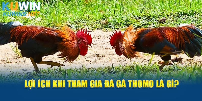 Lợi ích khi tham gia đá gà thomo là gì?