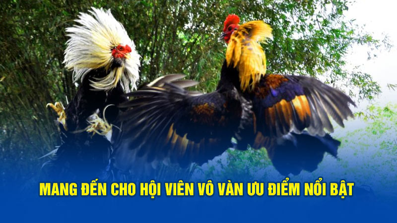 Mang đến cho hội viên vô vàn ưu điểm nổi bật