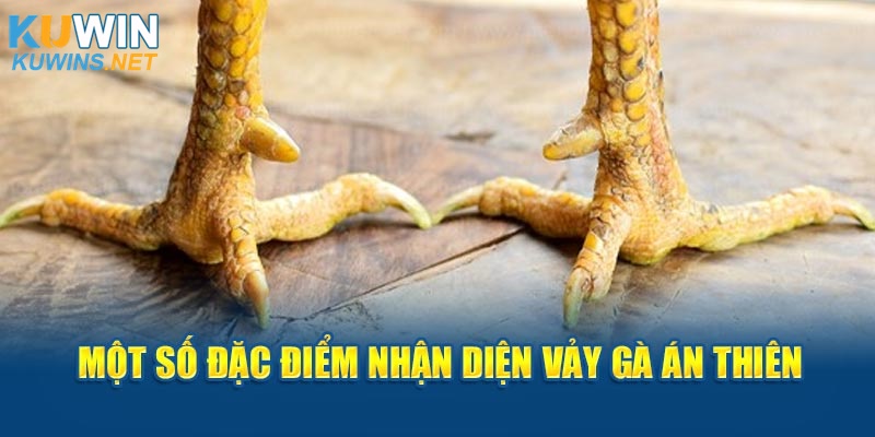 Một số đặc điểm nhận diện vảy gà Án Thiên