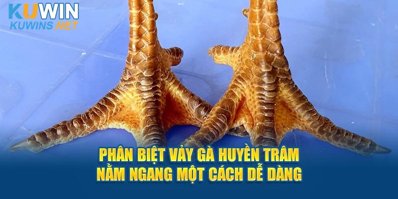 Phân biệt vảy gà Huyền Trâm nằm ngang một cách dễ dàng.