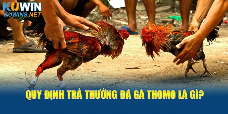 Quy định trả thưởng đá gà Thomo là gì?