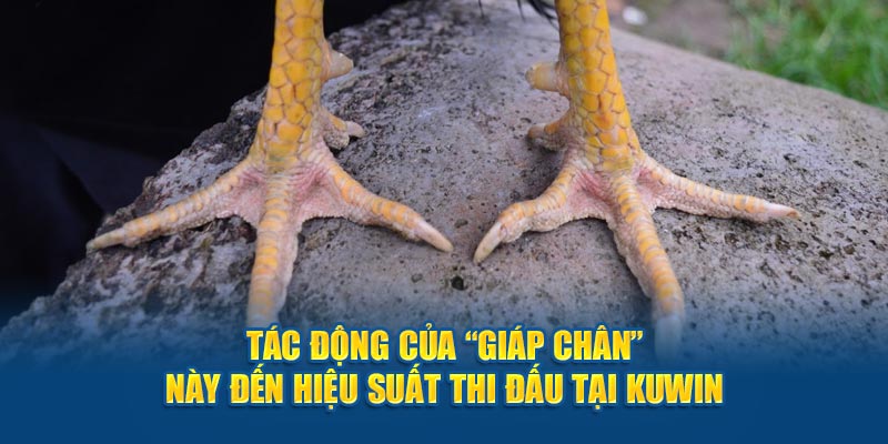 Tác động của “giáp chân”  này đến hiệu suất thi đấu tại Kuwin