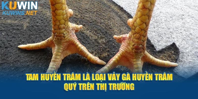 Tam Huyền Trâm là loại vảy quý trên thị trường.