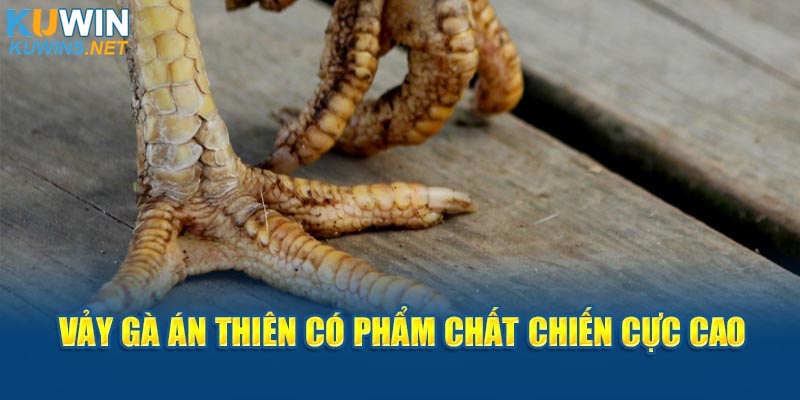 Vảy gà Án Thiên có phẩm chất chiến cực cao