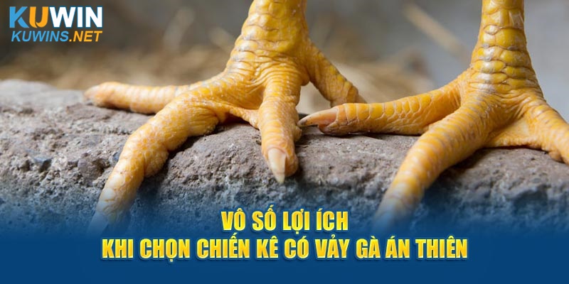 Vô số lợi ích khi chọn chiến kê có vảy gà Án Thiên