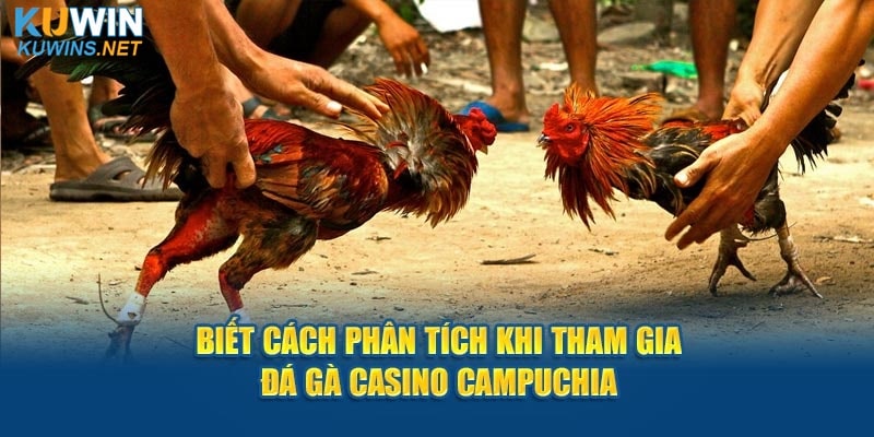 Biết cách phân tích khi tham gia đá gà casino Campuchia