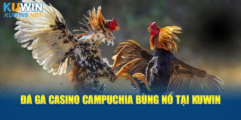 Đá gà casino Campuchia bùng nổi tại Kuwin