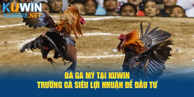 Đá Gà Mỹ Tại Kuwin - Trường Gà Siêu Lợi Nhuận Để Đầu Tư