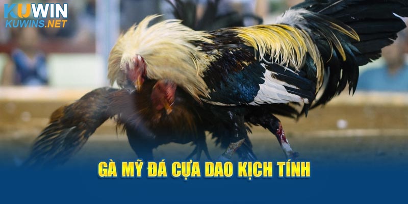 Gà Mỹ đá cựa dao kịch tính