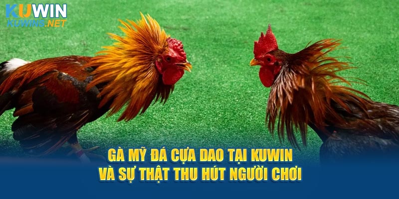 gà mỹ đá cửa dao tại kuwin