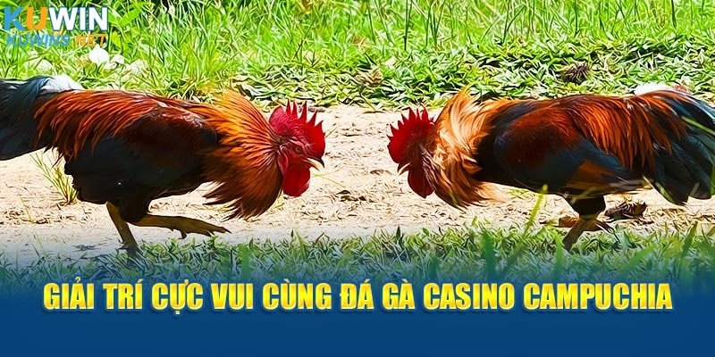 Giải trí cực vui cùng đá gà casino Campuchia