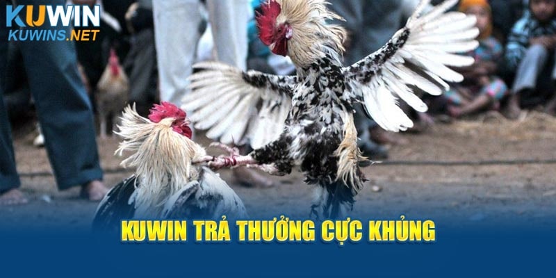 Kuwin trả thưởng cực khủng