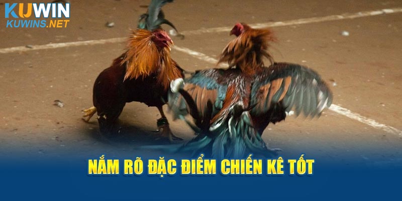 Nắm rõ đặc điểm chiến kê tốt