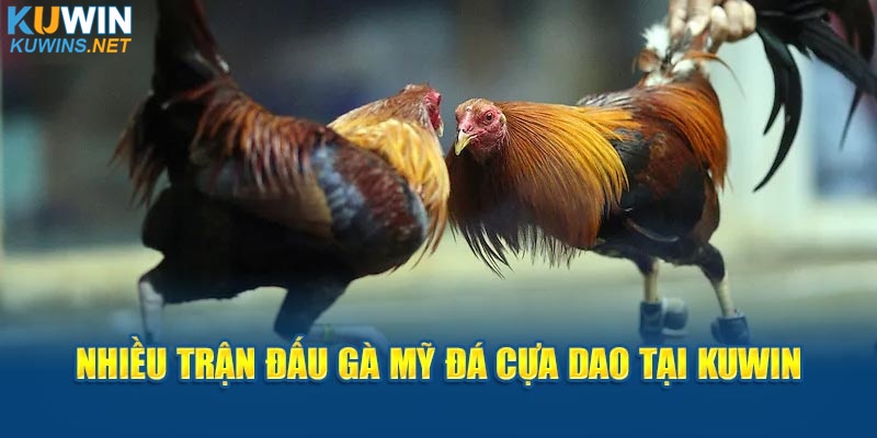 Nhiều trận đấu gà Mỹ đá cựa dao tại Kuwin