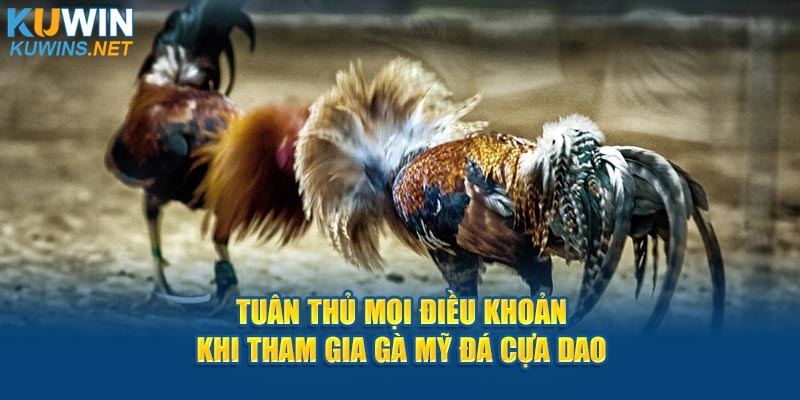 Tuân thủ mọi điều khoản khi tham gia gà Mỹ đá cựa dao